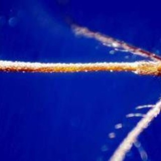 West Nile, secondo caso a Roma. Protezione Civile riunisce Commissione Grandi Rischi