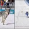 Milano Cortina, nella gara di sci di fondo spunta un lupo. Cos'è successo alle Olimpiadi