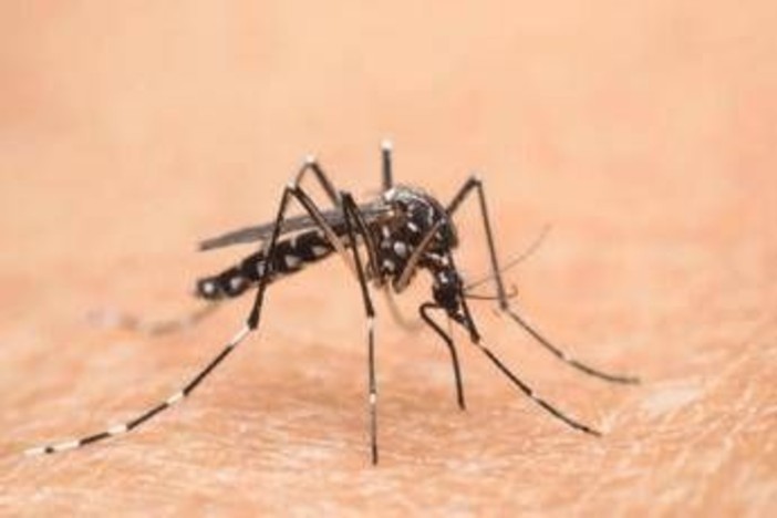West Nile, 75enne ricoverato a Brescia in condizioni critiche