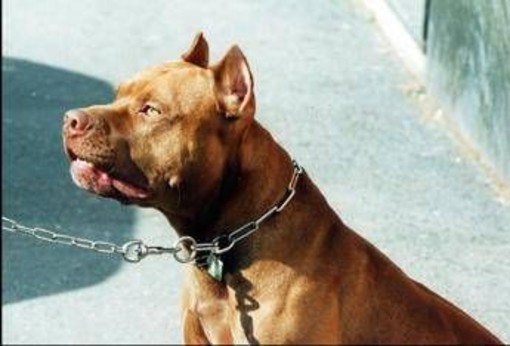 Frosinone, pitbull azzanna bimba di 2 anni e la scaraventa contro un muro Frosinone, pitbull azzanna bimba di 2 anni e la scaraventa contro un muro