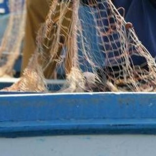 Salmonella nelle telline di Maccarese, stop temporaneo a raccolta e consumo