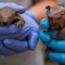 Lebbra, casi in aumento in Florida e l'armadillo torna sotto i riflettori Lebbra, casi in aumento in Florida e l'armadillo torna sotto i riflettori