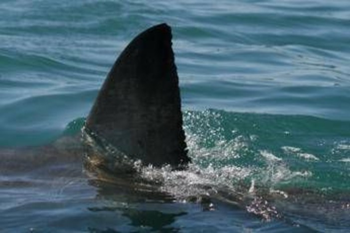 Morto il 12enne attaccato da uno squalo nel porto di Sydney Morto il 12enne attaccato da uno squalo nel porto di Sydney