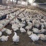 Meglio il pollo con pelle bianca o gialla? L'allevatore sfata un falso mito Meglio il pollo con pelle bianca o gialla? L'allevatore sfata un falso mito