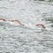 Bronzo per Paltrinieri nella 5 km agli Europei di fondo, oro a Wellbrock Bronzo per Paltrinieri nella 5 km agli Europei di fondo, oro a Wellbrock