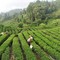 La Cina potenzia i settori della tradizione, dalla seta al tè alla porcellana