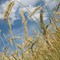 Salvi i pozzi per irrigazione agricola, dalla Regione un uso razionale delle risorse idriche (foto di repertorio)