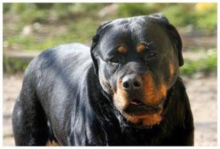 Pistoia, bimbo aggredito da due cani in giardino: salvo grazie alla nonna