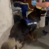 Arrestato spacciatore catanese con 4,5 kg di droga nascosta in garage Arrestato spacciatore catanese con 4,5 kg di droga nascosta in garage