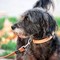 Avere un cane protegge il cuore e allunga la vita, il maxi studio Avere un cane protegge il cuore e allunga la vita, il maxi studio