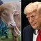 Il 'sosia' di Trump è un bufalo. E verrà ucciso presto Il 'sosia' di Trump è un bufalo. E verrà ucciso presto