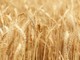 Agricoltura, Regione: “Sospeso l'obbligo di  comunicazione preventiva di spandimento liquami”