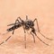West Nile, 75enne ricoverato a Brescia in condizioni critiche