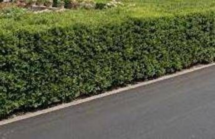 La siepe è verde e ben potata ma sporge, multa da 180 euro a ogni condomino della palazzina La siepe è verde e ben potata ma sporge, multa da 180 euro a ogni condomino della palazzina