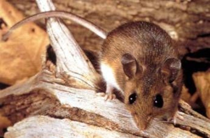 Hantavirus, il punto sul virus Andes: cosa sappiamo e cosa fare Hantavirus, il punto sul virus Andes: cosa sappiamo e cosa fare