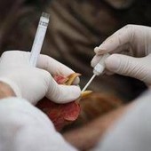 Aviaria si diffonde in Ue, 60 focolai in 3 settimane. Ciccozzi: "Colpa degli allevamenti intensivi" Aviaria si diffonde in Ue, 60 focolai in 3 settimane. Ciccozzi: "Colpa degli allevamenti intensivi"