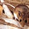 Hantavirus, il punto sul virus Andes: cosa sappiamo e cosa fare