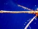 West Nile, secondo caso a Roma. Protezione Civile riunisce Commissione Grandi Rischi