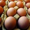 Richiamo uova biologiche per rischio Salmonella: lotti e scadenze Richiamo uova biologiche per rischio Salmonella: lotti e scadenze
