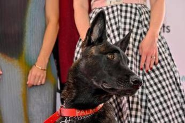 Cannes, il cane Yuri vince la Palm Dog: è la star del film 'La Perra' Cannes, il cane Yuri vince la Palm Dog: è la star del film 'La Perra'