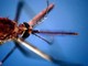 West Nile, morta a Fondi 82enne: era stata ricoverata per febbre e stato confusionale