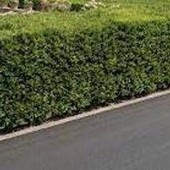 La siepe è verde e ben potata ma sporge, multa da 180 euro a ogni condomino della palazzina La siepe è verde e ben potata ma sporge, multa da 180 euro a ogni condomino della palazzina