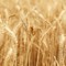 Agricoltura, Regione: “Sospeso l'obbligo di  comunicazione preventiva di spandimento liquami”