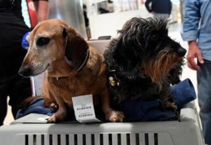 Cani nella stiva dell'aereo? Per la Corte Ue sono come bagagli: la sentenza