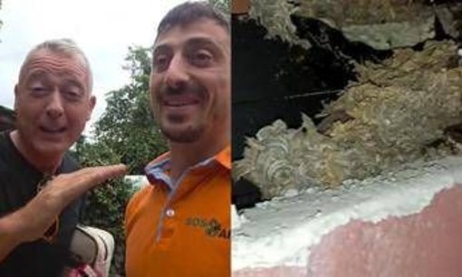 Pierluigi Diaco e Alessio Orsingher punti dalle vespe in casa, interviene il disinfestatore: "Nido enorme" Pierluigi Diaco e Alessio Orsingher punti dalle vespe in casa, interviene il disinfestatore: "Nido enorme"
