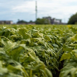 Sigarette illecite in aumento in Ue, Italia modello nel contrasto