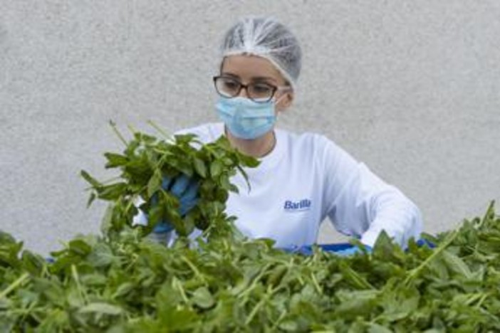 Barilla, 650mila analisi l'anno, 250 professionisti per sicurezza: la filiera del basilico dal campo al vasetto pesto