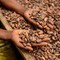 Alimenti, Icam presenta bilancio di sostenibilità 2025: la filiera del cacao che crea valore
