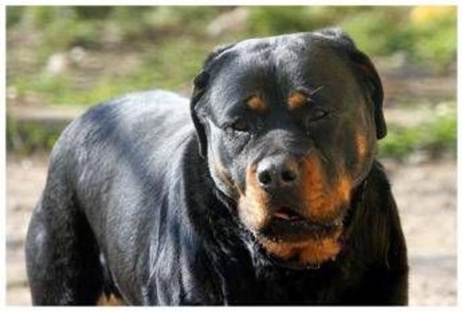 Pistoia, bimbo aggredito da due cani in giardino: salvo grazie alla nonna