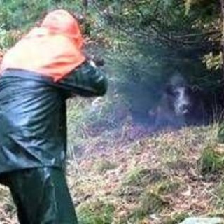 Partecipa a battuta di caccia al cinghiale ma l'animale lo carica alle spalle: cacciatore in ospedale Partecipa a battuta di caccia al cinghiale ma l'animale lo carica alle spalle: cacciatore in ospedale