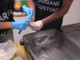 Trasportavano 50 chili di ketamina nei bagagli, tre arresti a Fiumicino Trasportavano 50 chili di ketamina nei bagagli, tre arresti a Fiumicino