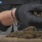 Maxi operazione della polizia: 1.335 arresti, sequestrati 450 kg di droga Maxi operazione della polizia: 1.335 arresti, sequestrati 450 kg di droga