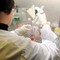 Esofagite eosinofila, risultati positivi per tezepelumab in fase 3
