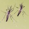 Zanzare e virus, cresce l'attenzione in Italia: 700 casi di West Nile e 312 di Dengue