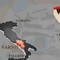 Droga, armi e finti “click day”, 23 arresti tra Campania, Sicilia E Croazia Droga, armi e finti “click day”, 23 arresti tra Campania, Sicilia E Croazia