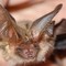 Si sveglia con un pipistrello sul viso, 11enne muore di rabbia: nessun segno di morso