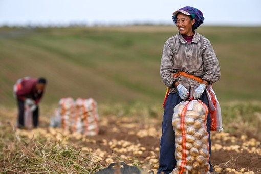 La Cina prevede un 2026 da record per il raccolto di cereali La Cina prevede un 2026 da record per il raccolto di cereali