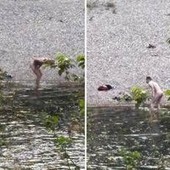 Bagno senza veli nel Brenta, due uomini entrano in acqua nonostante il divieto Bagno senza veli nel Brenta, due uomini entrano in acqua nonostante il divieto