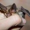Pipistrello africano tra i vicoli di Lampedusa, scoperta nuova specie in Europa