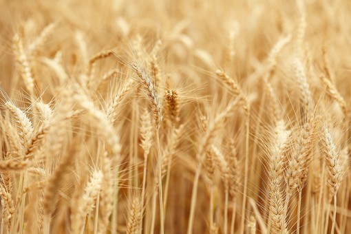 Agricoltura, Regione: “Sospeso l'obbligo di  comunicazione preventiva di spandimento liquami”