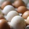 Epidemia di salmonella nel Regno Unito, 1 morto e oltre 200 casi: "Colpa delle uova importate" Epidemia di salmonella nel Regno Unito, 1 morto e oltre 200 casi: "Colpa delle uova importate"