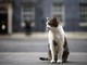 Gatto Larry compie 15 anni di servizio, è Chief Mouser a Downing Street Gatto Larry compie 15 anni di servizio, è Chief Mouser a Downing Street