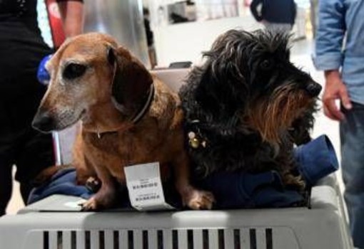 Cani nella stiva dell'aereo? Per la Corte Ue sono come bagagli: la sentenza