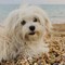Spiagge, dall'accesso con i cani al gioco a pallone ecco il vademecum dei diritti dei bagnanti