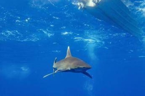 Dramma in Australia, si tuffa in mare e viene ucciso da uno squalo: chiuse tutte le spiagge