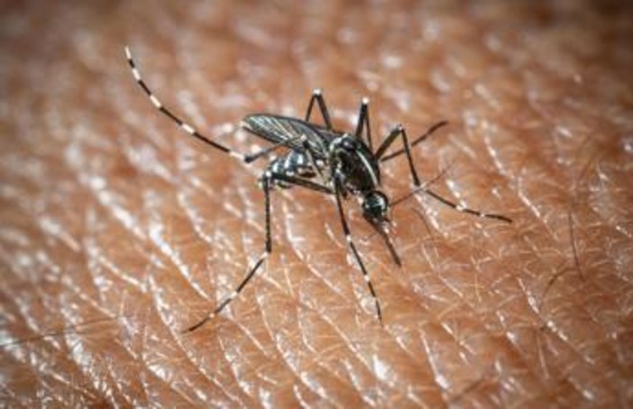 West Nile a Oristano, morta un'altra persona: è la quarta vittima del virus nella provincia West Nile a Oristano, morta un'altra persona: è la quarta vittima del virus nella provincia